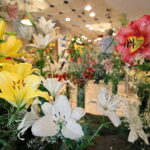 Wystawa lilii w Kieleckim Centrum Kultury / Marzena Mąkosa / Radio Kielce