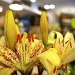 Wystawa lilii w Kieleckim Centrum Kultury / Marzena Mąkosa / Radio Kielce