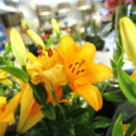 Wystawa lilii w Kieleckim Centrum Kultury / Marzena Mąkosa / Radio Kielce