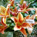 Wystawa lilii w Kieleckim Centrum Kultury / Marzena Mąkosa / Radio Kielce