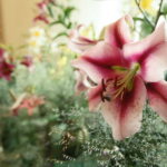 Wystawa lilii w Kieleckim Centrum Kultury / Marzena Mąkosa / Radio Kielce