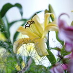 Wystawa lilii w Kieleckim Centrum Kultury / Marzena Mąkosa / Radio Kielce