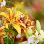 Wystawa lilii w Kieleckim Centrum Kultury / Marzena Mąkosa / Radio Kielce