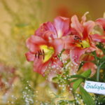 Wystawa lilii w Kieleckim Centrum Kultury / Marzena Mąkosa / Radio Kielce