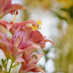 Wystawa lilii w Kieleckim Centrum Kultury / Marzena Mąkosa / Radio Kielce