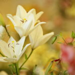 Wystawa lilii w Kieleckim Centrum Kultury / Marzena Mąkosa / Radio Kielce