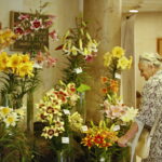 Wystawa lilii w Kieleckim Centrum Kultury / Marzena Mąkosa / Radio Kielce