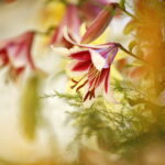 Wystawa lilii w Kieleckim Centrum Kultury / Marzena Mąkosa / Radio Kielce