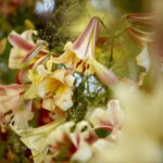 Wystawa lilii w Kieleckim Centrum Kultury / Marzena Mąkosa / Radio Kielce