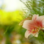 Wystawa lilii w Kieleckim Centrum Kultury / Marzena Mąkosa / Radio Kielce