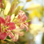 Wystawa lilii w Kieleckim Centrum Kultury / Marzena Mąkosa / Radio Kielce