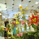 Wystawa lilii w Kieleckim Centrum Kultury / Marzena Mąkosa / Radio Kielce