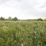 KTBS będzie budować osiedle. Działka, na której mają powstać lokale mieszkalne przy alei Jerzego Szajnowicza-Iwanowa / Marzena Mąkosa / Radio Kielce