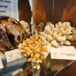 Wystawa przedmiotów, których nie można przywozić z wakacyjnych wycieczek w Izbie Administracji Skarbowej w Kielcach. Na zdjęciu od lewej: jajo strusie ręcznie malowane i koralowce rafotwórcze / Marzena Mąkosa / Radio Kielce