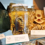 Wystawa przedmiotów, których nie można przywozić z wakacyjnych wycieczek w Izbie Administracji Skarbowej w Kielcach. Butelka ze skorpionem, wężem i korzeniami żeńszenia  / Marzena Mąkosa / Radio Kielce