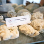 Wystawa przedmiotów, których nie można przywozić z wakacyjnych wycieczek w Izbie Administracji Skarbowej w Kielcach. Koralowce rafotwórcze  / Marzena Mąkosa / Radio Kielce