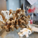 Wystawa przedmiotów, których nie można przywozić z wakacyjnych wycieczek w Izbie Administracji Skarbowej w Kielcach. Koralowiec / Marzena Mąkosa / Radio Kielce