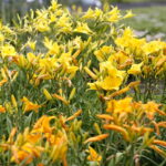 Stacja wakacje w Ogrodzie Botanicznym w Kielcach / Marzena Mąkosa / Radio Kielce