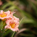 Stacja wakacje w Ogrodzie Botanicznym w Kielcach / Marzena Mąkosa / Radio Kielce