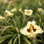 Stacja wakacje w Ogrodzie Botanicznym w Kielcach / Marzena Mąkosa / Radio Kielce