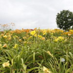 Stacja wakacje w Ogrodzie Botanicznym w Kielcach / Marzena Mąkosa / Radio Kielce