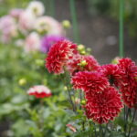 Stacja wakacje w Ogrodzie Botanicznym w Kielcach / Marzena Mąkosa / Radio Kielce