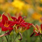 Stacja wakacje w Ogrodzie Botanicznym w Kielcach / Marzena Mąkosa / Radio Kielce