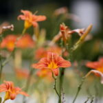 Stacja wakacje w Ogrodzie Botanicznym w Kielcach / Marzena Mąkosa / Radio Kielce