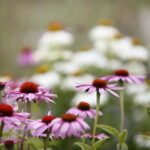 Stacja wakacje w Ogrodzie Botanicznym w Kielcach / Marzena Mąkosa / Radio Kielce