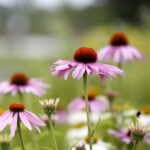 Stacja wakacje w Ogrodzie Botanicznym w Kielcach / Marzena Mąkosa / Radio Kielce