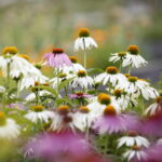 Stacja wakacje w Ogrodzie Botanicznym w Kielcach / Marzena Mąkosa / Radio Kielce