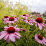 Stacja wakacje w Ogrodzie Botanicznym w Kielcach / Marzena Mąkosa / Radio Kielce