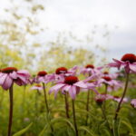 Stacja wakacje w Ogrodzie Botanicznym w Kielcach / Marzena Mąkosa / Radio Kielce