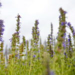 Stacja wakacje w Ogrodzie Botanicznym w Kielcach / Marzena Mąkosa / Radio Kielce