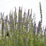 Stacja wakacje w Ogrodzie Botanicznym w Kielcach / Marzena Mąkosa / Radio Kielce