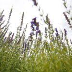 Stacja wakacje w Ogrodzie Botanicznym w Kielcach / Marzena Mąkosa / Radio Kielce