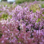 Stacja wakacje w Ogrodzie Botanicznym w Kielcach / Marzena Mąkosa / Radio Kielce