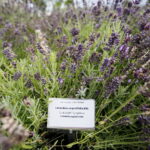 Stacja wakacje w Ogrodzie Botanicznym w Kielcach / Marzena Mąkosa / Radio Kielce