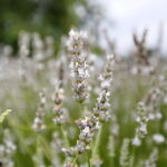 Stacja wakacje w Ogrodzie Botanicznym w Kielcach / Marzena Mąkosa / Radio Kielce