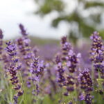 Stacja wakacje w Ogrodzie Botanicznym w Kielcach / Marzena Mąkosa / Radio Kielce