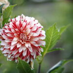 Uroczyste otwarcie Ogrodu Botanicznego / Marzena Mąkosa / Radio Kielce