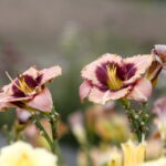 Uroczyste otwarcie Ogrodu Botanicznego. Kwiaty w Ogrodzie Botanicznym. Lilie / Marzena Mąkosa / Radio Kielce