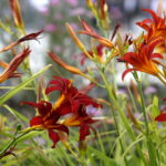 Uroczyste otwarcie Ogrodu Botanicznego. Kwiaty w Ogrodzie Botanicznym. Lilie / Marzena Mąkosa / Radio Kielce