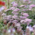 Uroczyste otwarcie Ogrodu Botanicznego. Kwiaty w Ogrodzie Botanicznym / Marzena Mąkosa / Radio Kielce