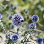 Uroczyste otwarcie Ogrodu Botanicznego. Kwiaty w ogrodzie  / Marzena Mąkosa / Radio Kielce