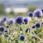 Uroczyste otwarcie Ogrodu Botanicznego. Kwiaty w ogrodzie  / Marzena Mąkosa / Radio Kielce