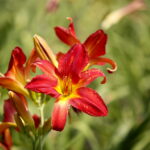 Uroczyste otwarcie Ogrodu Botanicznego. Kwiaty w ogrodzie. Lilie / Marzena Mąkosa / Radio Kielce