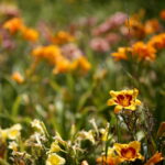 Uroczyste otwarcie Ogrodu Botanicznego. Kwiaty w ogrodzie  / Marzena Mąkosa / Radio Kielce