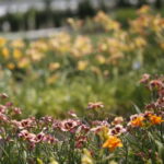 Uroczyste otwarcie Ogrodu Botanicznego. Kwiaty w ogrodzie  / Marzena Mąkosa / Radio Kielce