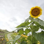 Uroczyste otwarcie Ogrodu Botanicznego. Słonecznik  / Marzena Mąkosa / Radio Kielce